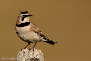 horned lark perched on a fence post