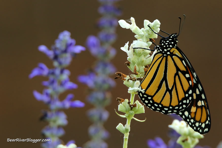 monarch butterfly on a wildflower