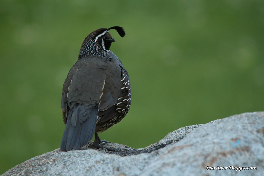 California quail perched on a rock