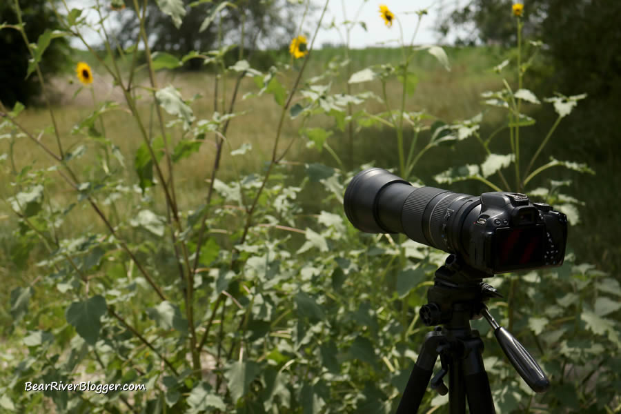 tamron 150-600mm lens on a canon rebel t4i camera
