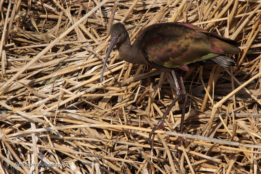 white faced ibis on the bear river bird refuge