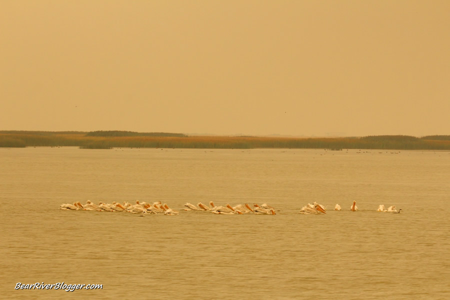 flock of American white pelicans feeding on the bear river bird refuge