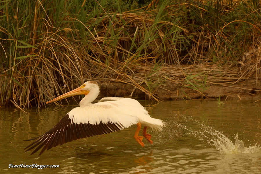 american white pelican on the bear river bird refuge