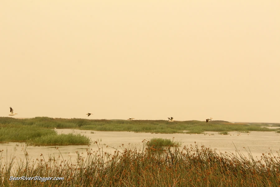 pelicans flying over the bear river bird refuge wetland