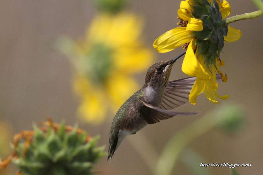 sunflowers produce nectar for hummingbirds when they are in bloom