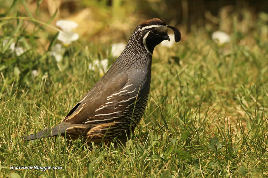 california quail