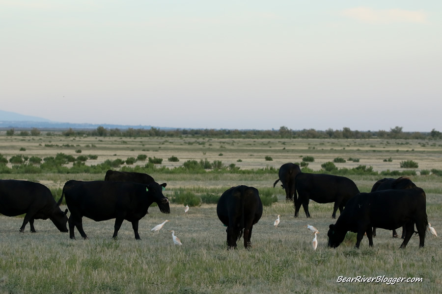 cattle egrets following cows near the bear river bird refuge