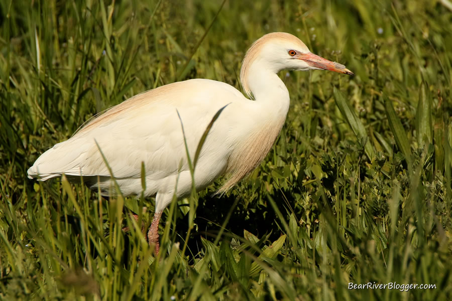 cattle egret stalking insects
