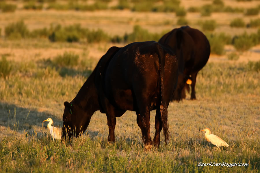 cattle egret following a cow