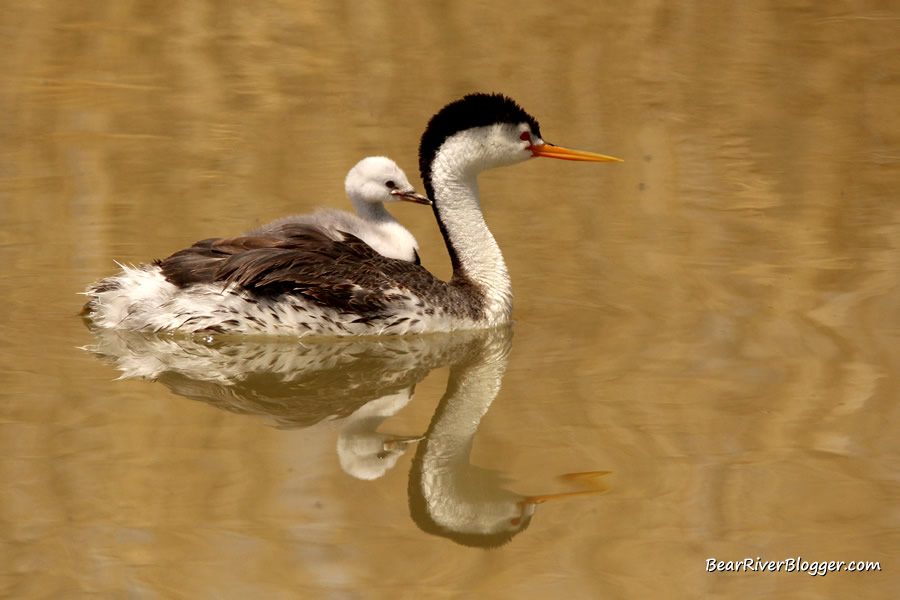 Clark's grebe with a baby on it's back from the bear river migratory bird refuge