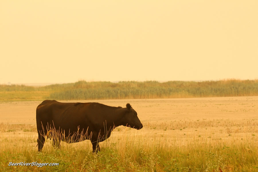 cow on the bear river migratory bird refuge