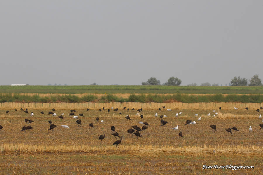 white faced ibis's feed in a flooded field near the bear river bird refuge