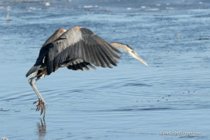 great blue heron diving into the water