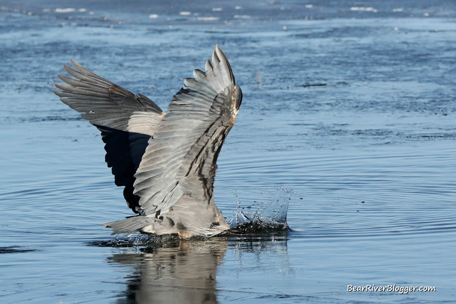 great blue heron diving into the water to steal a fish