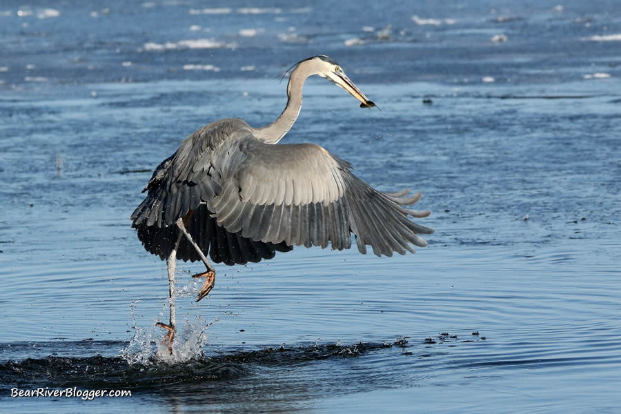 great blue heron flying with a fish in its mouth