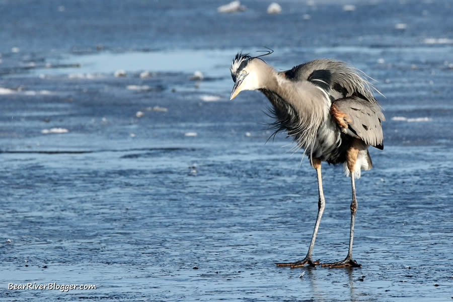 great blue heron shaking off the cold water