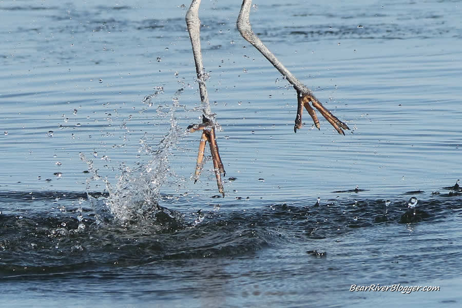 Due to lack of webbed feet, the great blue heron is a poor swimmer.