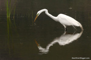 great egret on farmington bay WMA