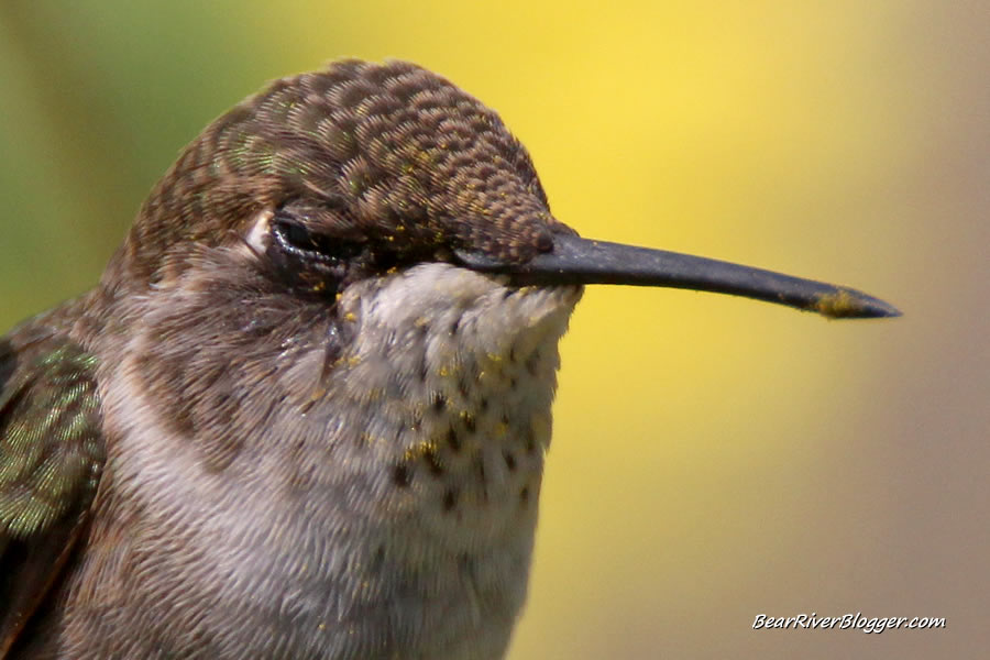 hummingbirds with pollen on the chest and beak