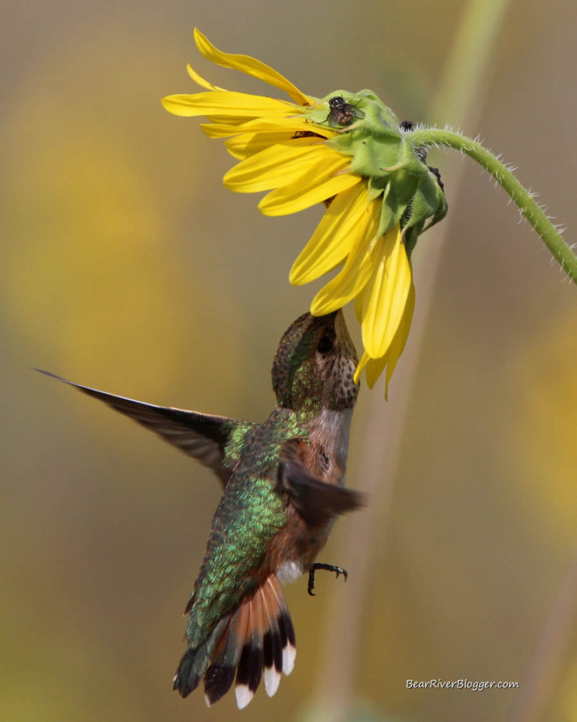 hummingbird photography. A hummingbird feeding on a sunflower