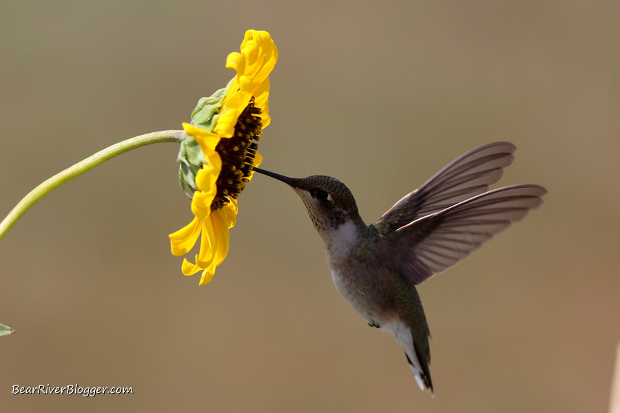 hummingbird photography against a yellow sunflower