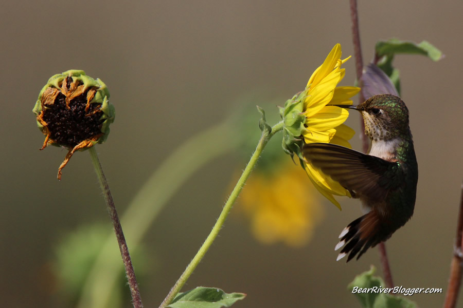 hummingbird feeding on sunflower nectar on the bear river migratory bird refuge