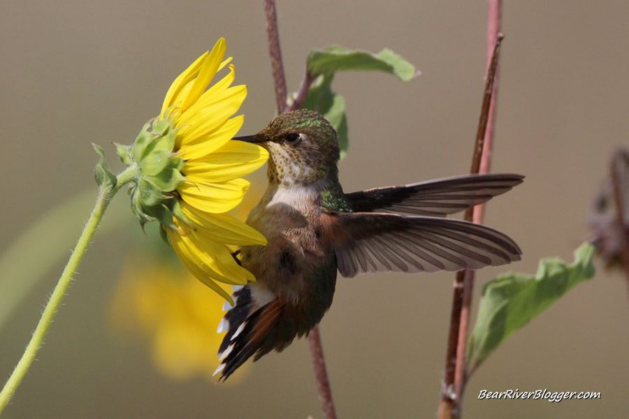 hummingbird feeding on sunflower nectar on the bear river bird refuge