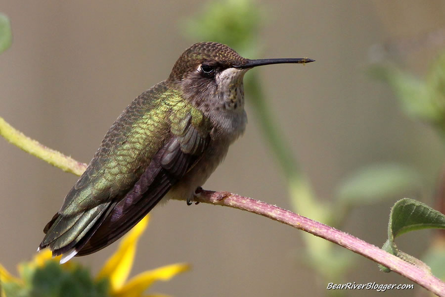 hummingbird on the bear river migratory bird refuge