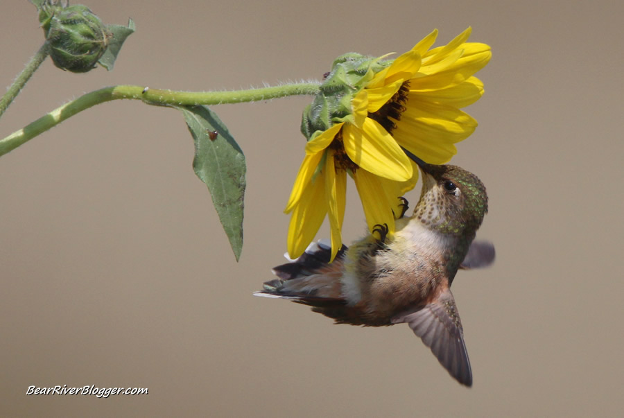 hummingbird grasping sunflower petals