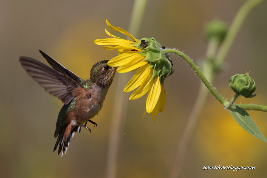 hummingbird photographed feeding on a sunflower