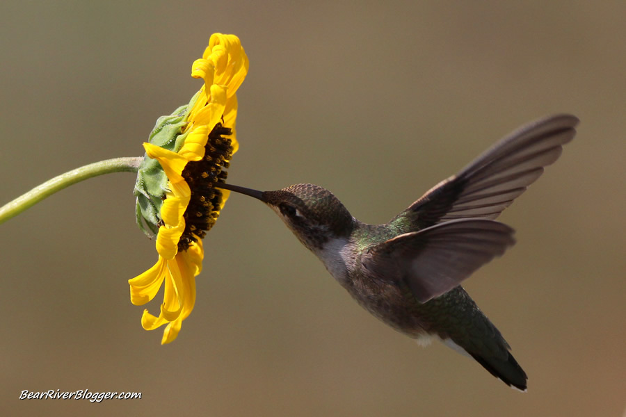 hummingbird photographed against a yellow sunflower