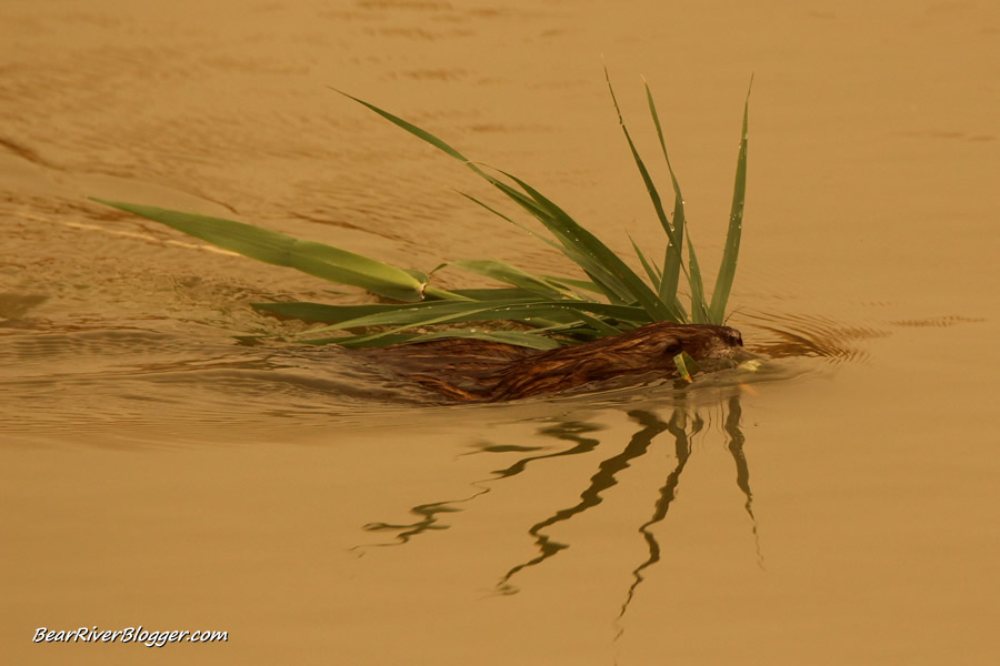 an lone muskrat on the bear river bird refuge