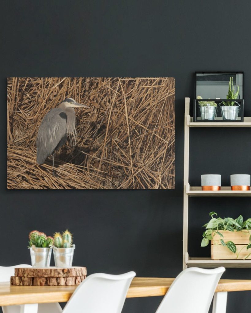 30x20 great blue heron canvas wrap print