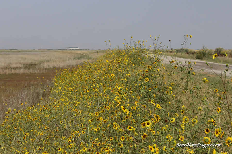 sunflowers line the bear river bird refuge auto tour road