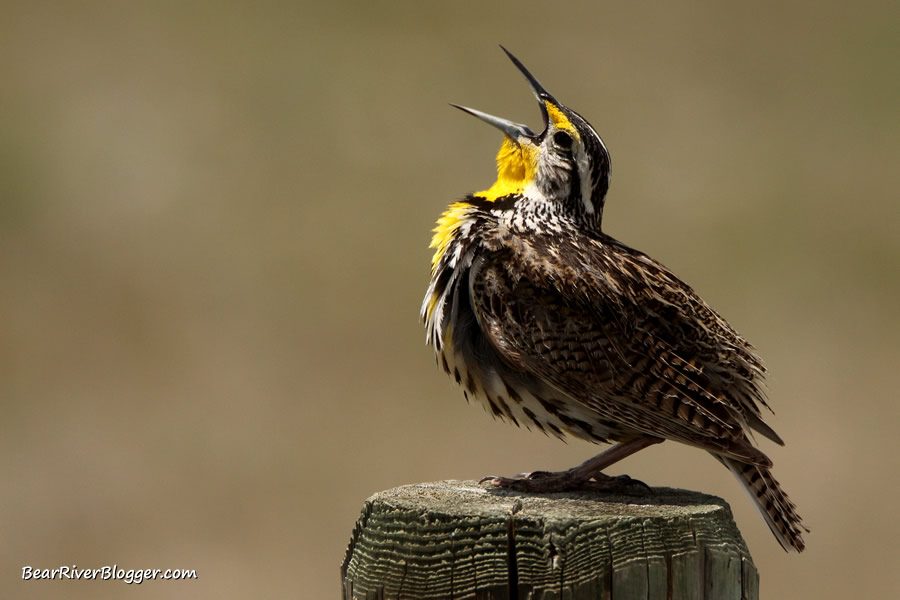 western meadowlark singing on the bear river migratory bird refuge