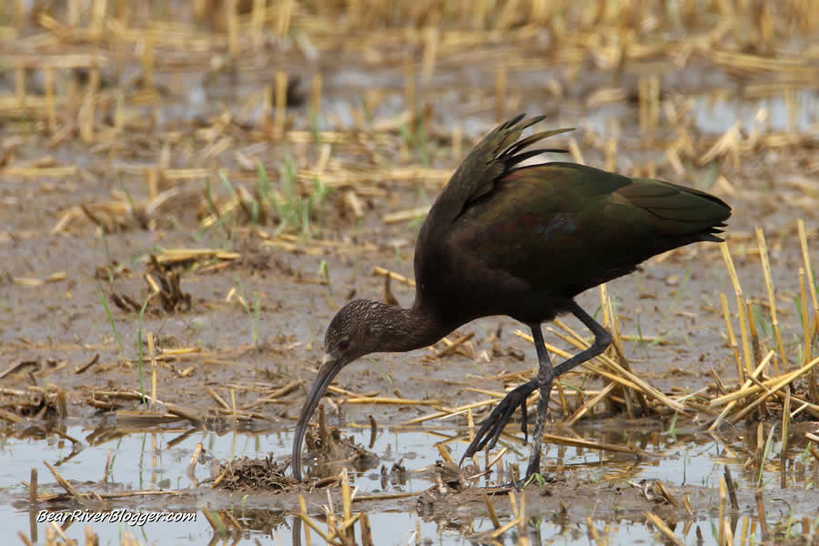 white-faced ibis on the bear river migratory bird refuge