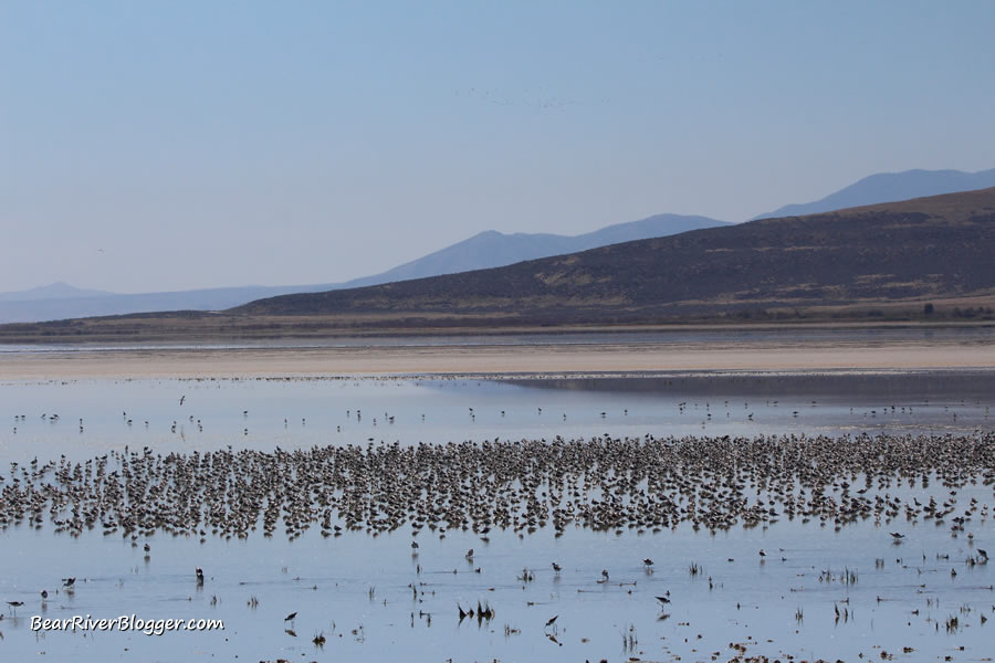american avocets on the great salt lake