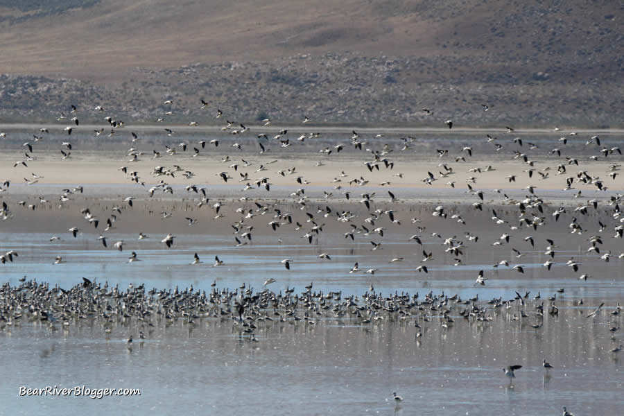 large flocks of American avocets feeding on the great salt lake