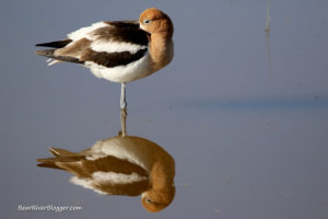 resting american avocet