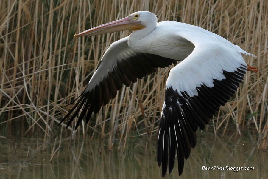 american white pelican on the bear river bird refuge