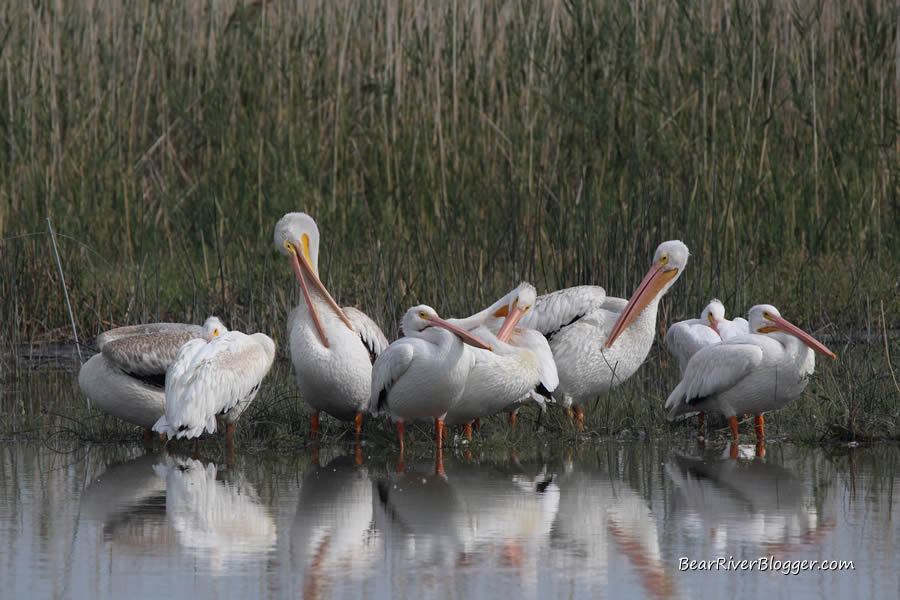 loafing american white pelicans on the bear river bird refuge