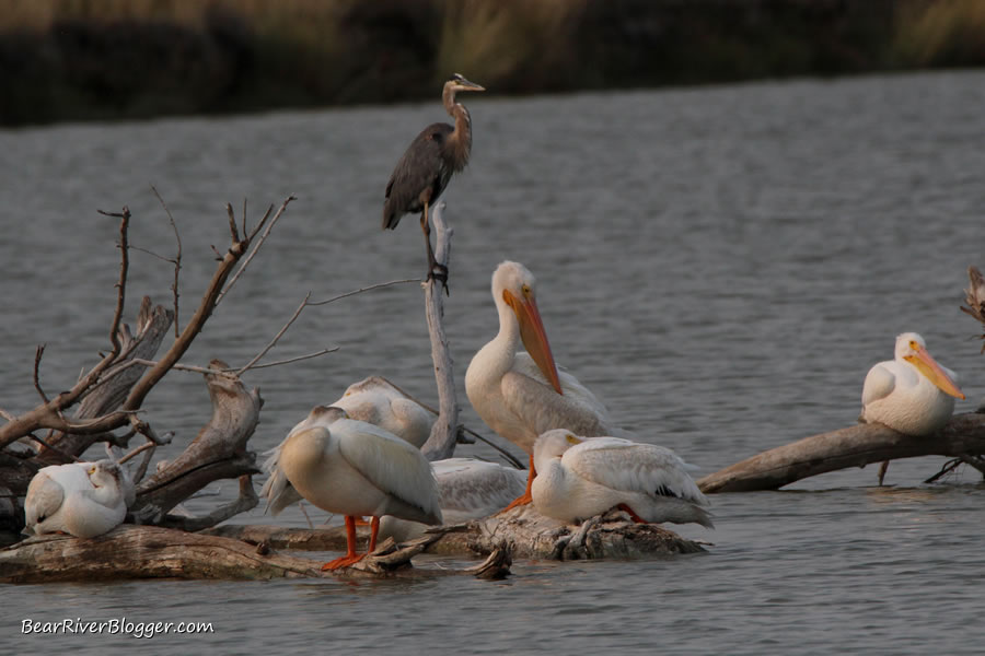 loafing american white pelicans on the bear river bird refuge