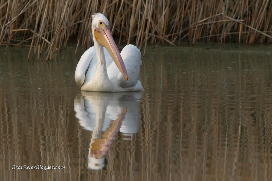 American white pelican on the bear river bird refuge