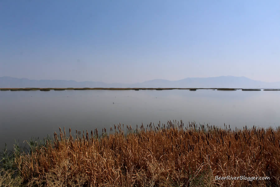 bear river bird refuge wetlands