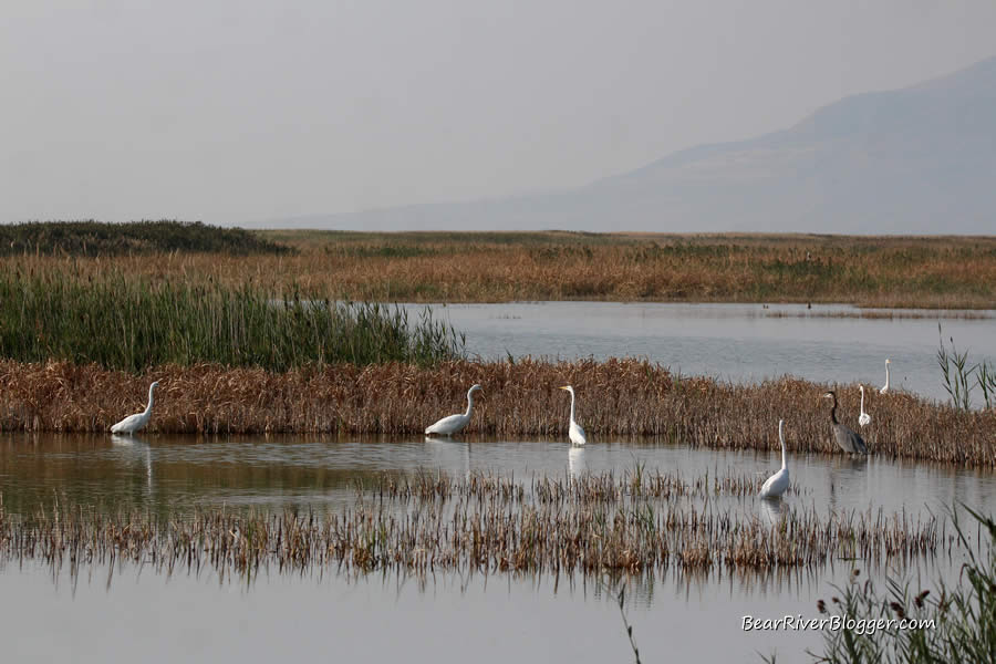 great egrets on the bear river bird refuge auto tour route.