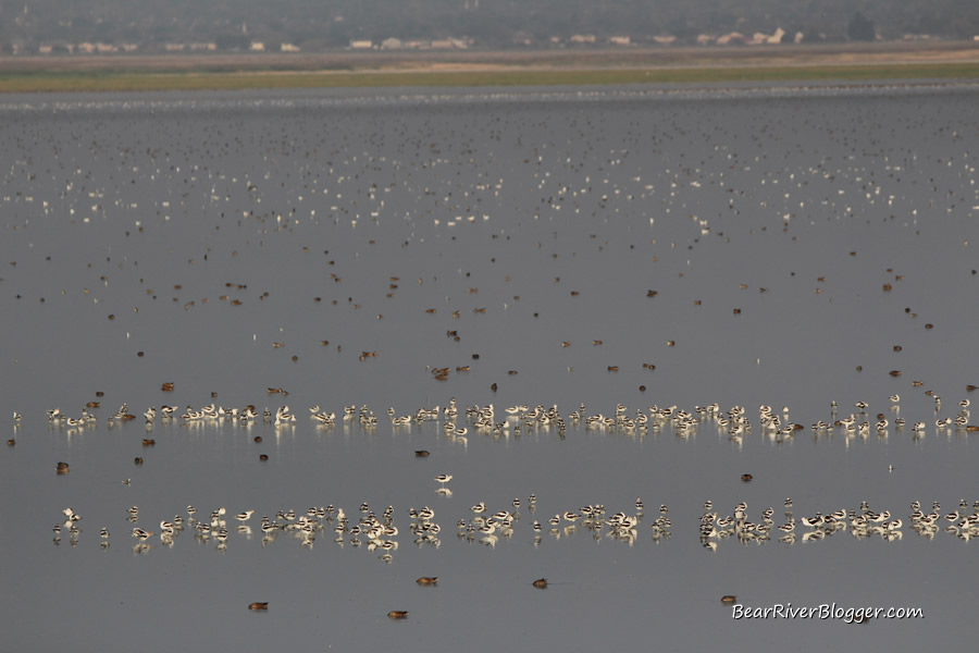 American avocets on the great salt lake causeway