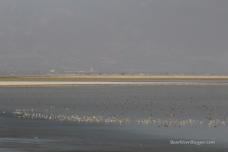 large flock of shorebirds on the great salt lake