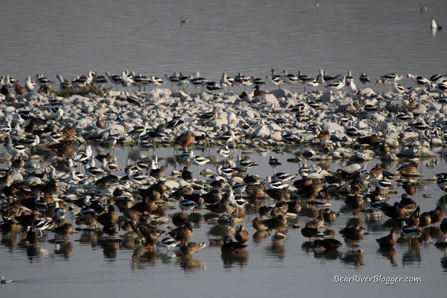 birds on the great salt lake