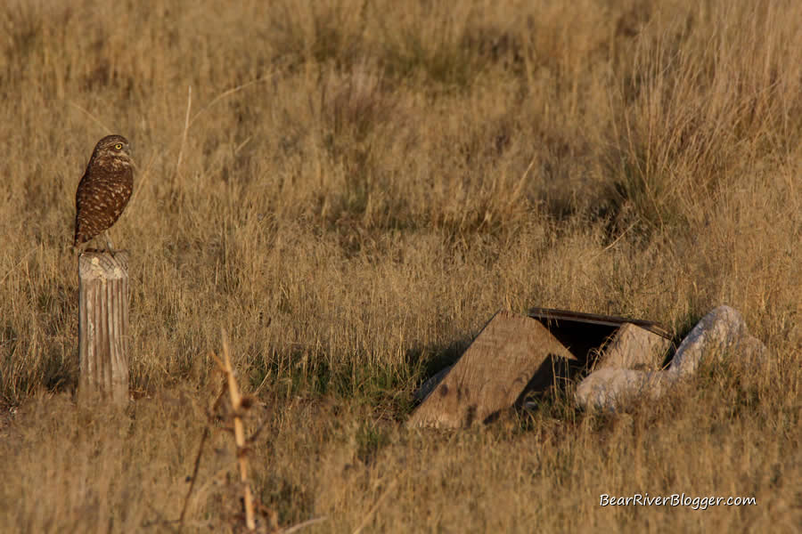 burrowing owl on antelope island