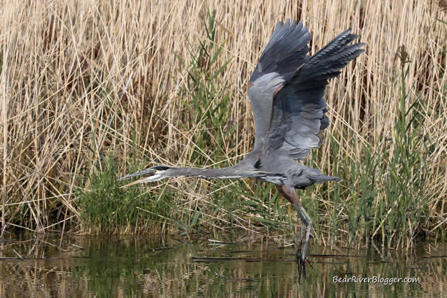 great blue heron flying on the bear river bird refuge